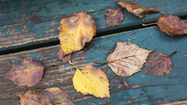 Feuilles tombées — Photo