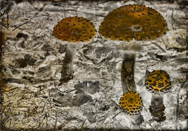Волшебные грибы — стоковое фото