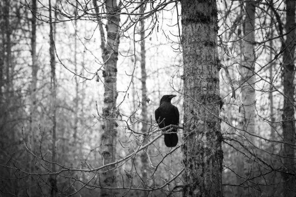 Ve ağaçlar standı