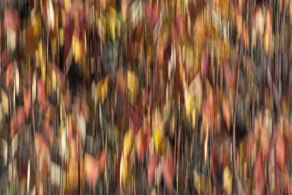 Fall Colors in Motion — Stock Photo, Image