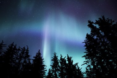 Alaskan Aurora ağaçları ile