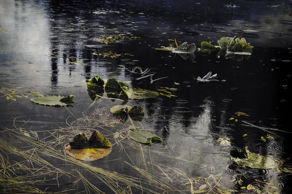 Teich mit Sommerregen — Stockfoto