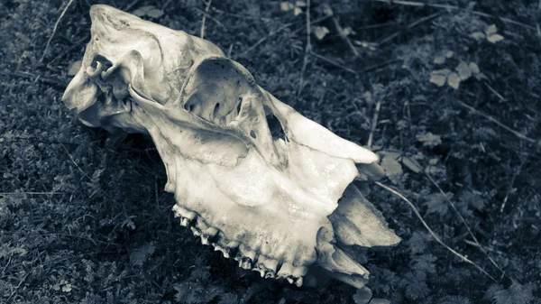 Moose Skull on Moss — Stock Photo, Image