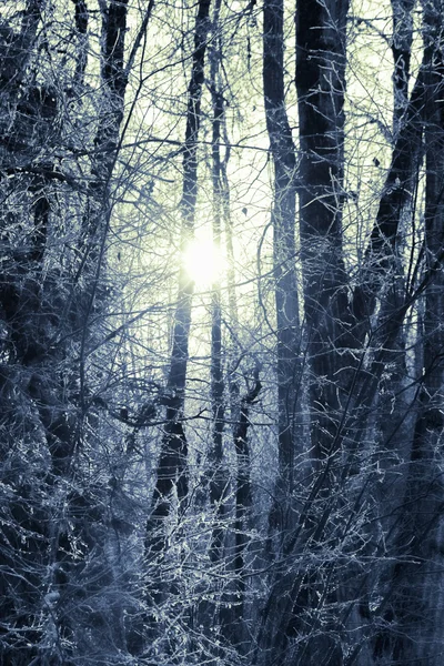 Зимнее солнце — стоковое фото