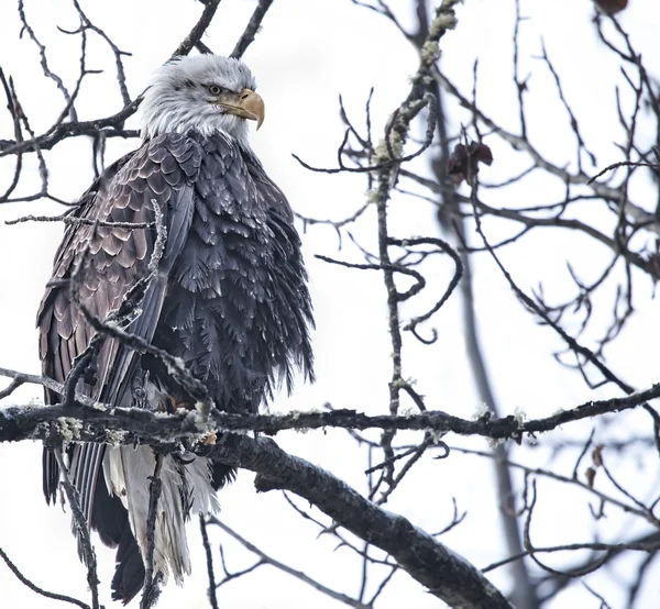 Vecchia aquila — Foto Stock