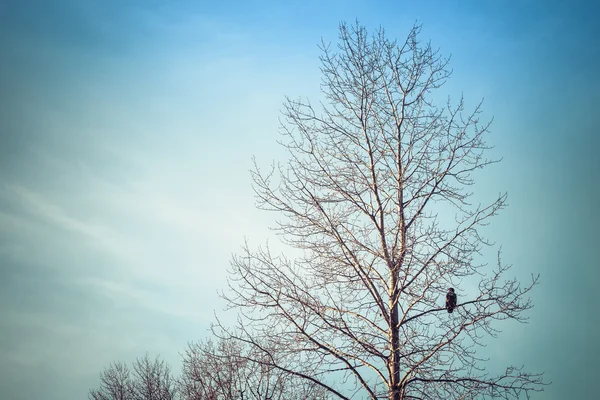 Winter Birch Tree met Eagle — Stockfoto