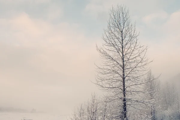 Nevoeiro de inverno — Fotografia de Stock