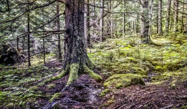 Eski büyüme yağmur ormanı