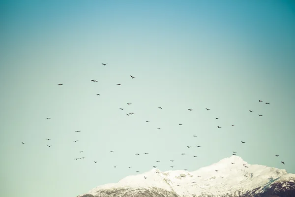 Rebanho de gaivotas — Fotografia de Stock