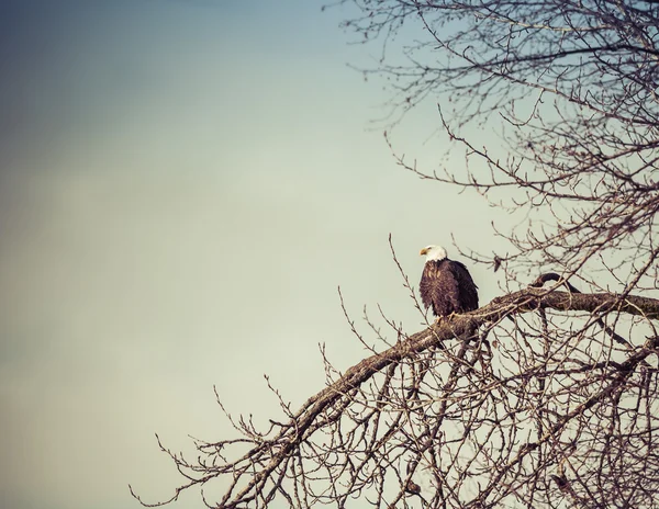 Čekání a sledování — Stock fotografie