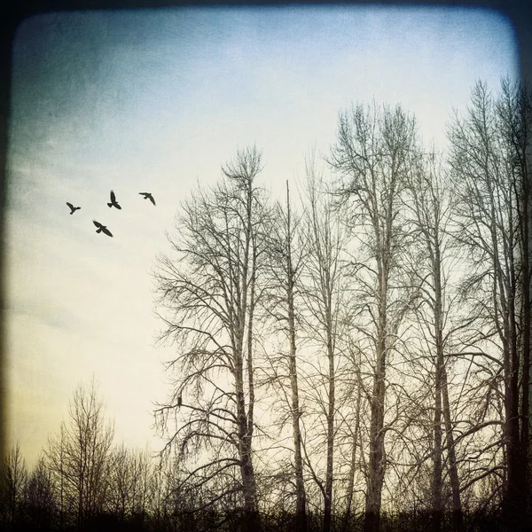 Birds and Birches — Stock Photo, Image