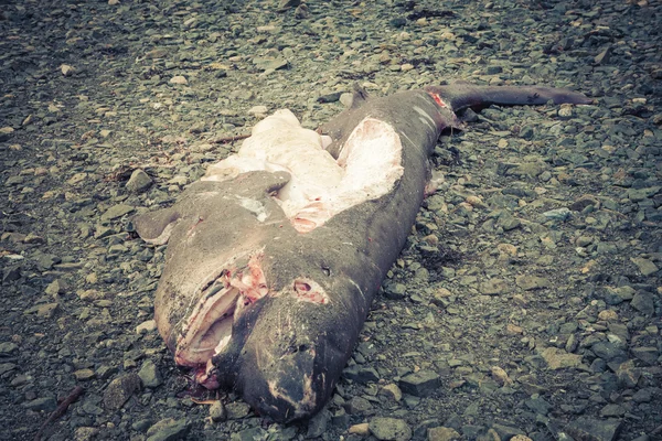 Requin dormeur mort — Photo