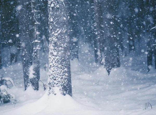 Foresta invernale — Foto Stock