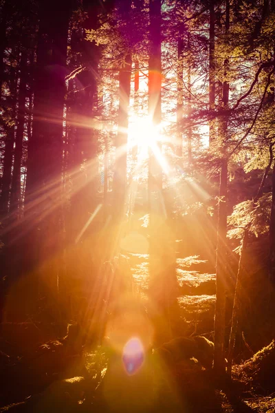 Foresta Sunburst — Foto Stock