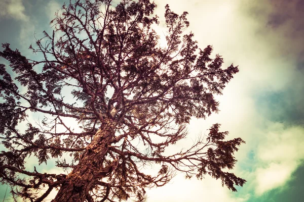 Árbol de cicuta con coloración —  Fotos de Stock