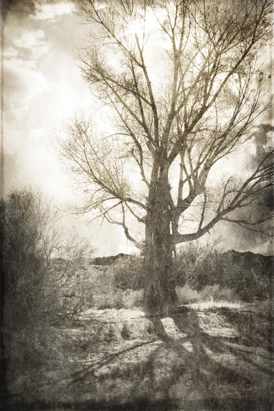 孤独的沙漠树 — 图库照片