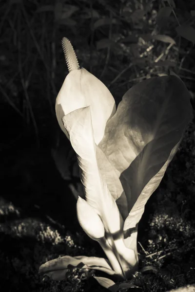 Lichte gloed op skunk cabbage — Stockfoto