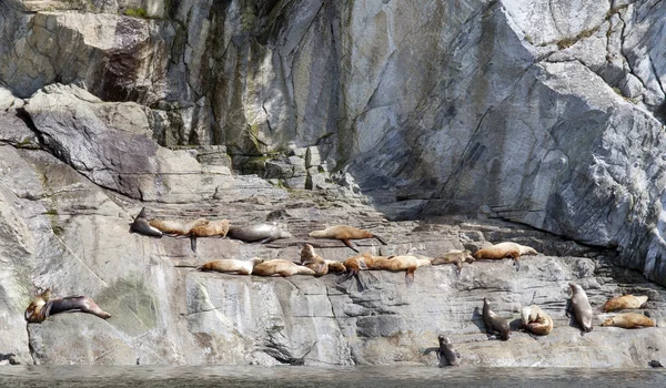 海のライオンを運ぶアウト — ストック写真