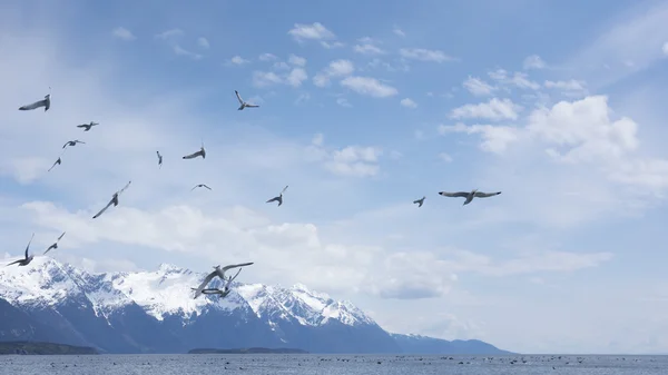 Сельдевые чайки на юго-востоке Аляски — стоковое фото
