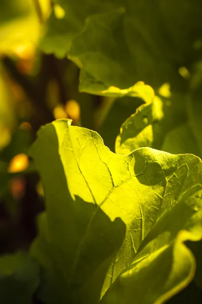 Glowing Light on Leaves — Stock Photo, Image