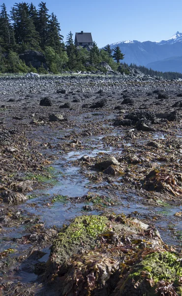 Deniz yosunları alçak sularda Telifsiz Stok Fotoğraflar