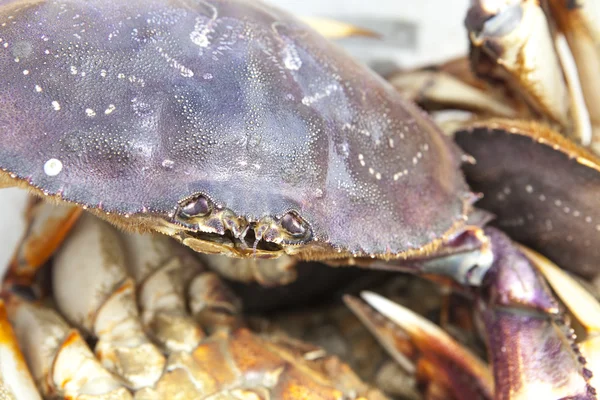 Gros plan sur le crabe — Photo