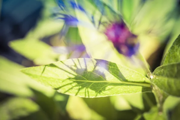 Misteri del giardino — Foto Stock