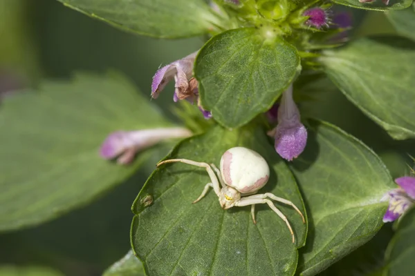 Kvinnliga krabba spindel på blad — Stockfoto