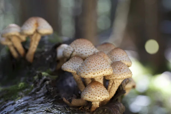 Funghi gregari — Foto Stock