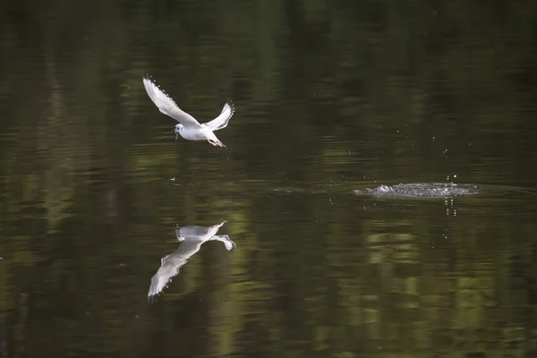 Gaivota de Bonaparte com peixe — Fotografia de Stock