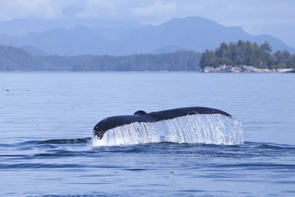 Fluke de baleine dégoulinant — Photo