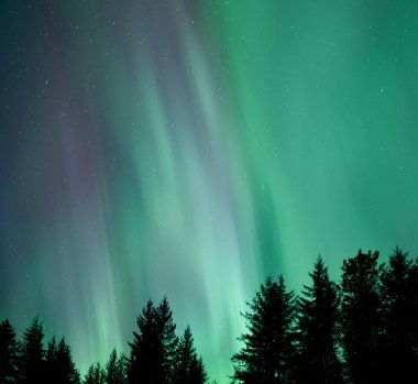 Aurora Borealis Güneydoğu Alaska 'da ladin ağaçlı kuzey ışıkları