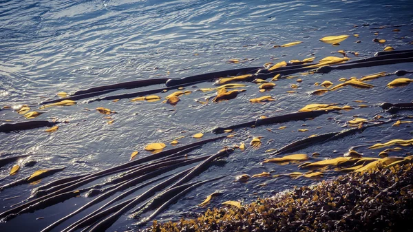 浮动海带 — 图库照片