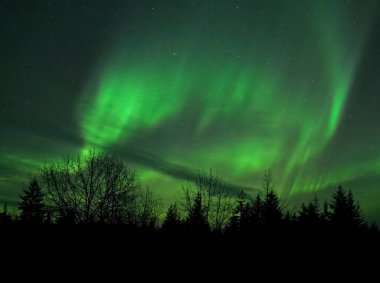 Güneydoğu Alaska 'da kışın Aurora borealis flamaları ve bir orman silueti