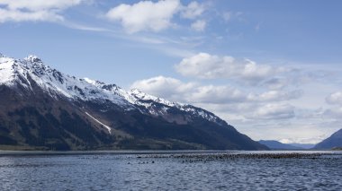 Chilkat Haliç Surf Scoters