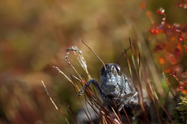 Saltamontes en otoño — Foto de Stock