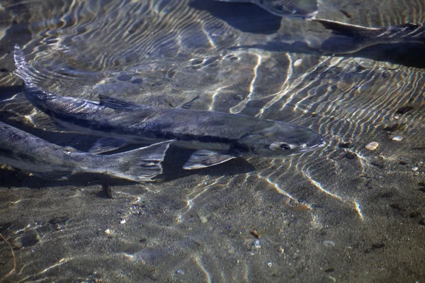 阿拉斯加三文鱼水下 — 图库照片
