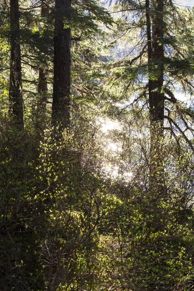 Luz através da floresta — Fotografia de Stock