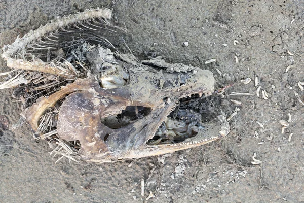 Death on the Beach — Stock Photo, Image