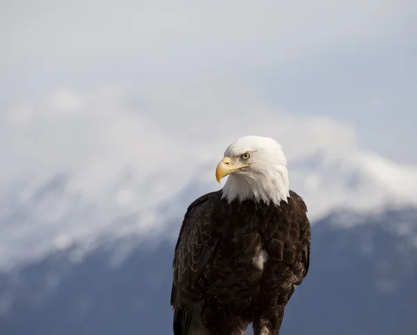 Retrato de un águila —  Fotos de Stock