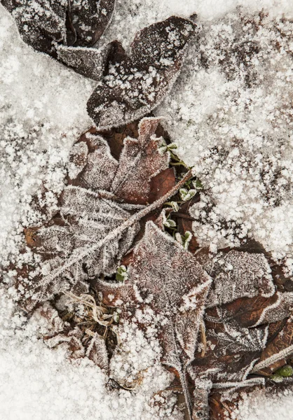 Leaves with Frost — Stock Photo, Image