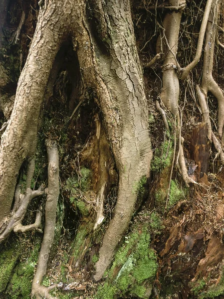 Коріння дерев у Аляски rainforest — стокове фото