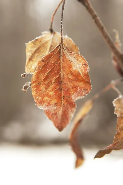 Feuilles mortes accrochées en hiver macro avec une faible profondeur de champ . — Photo