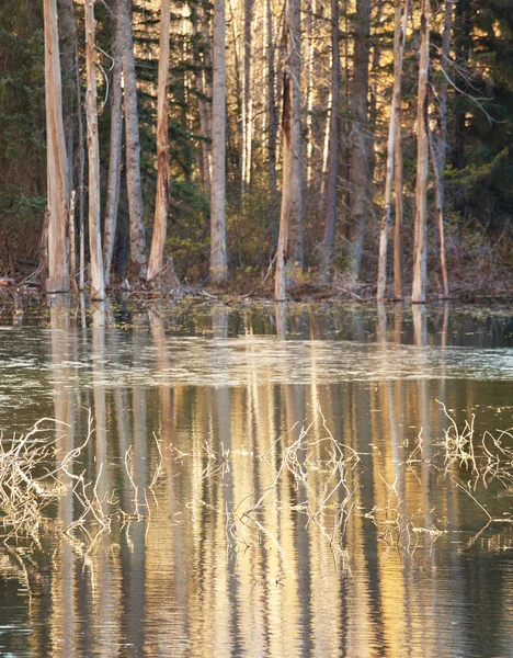 Trees reflected in Alaskan lake — Stock Photo, Image