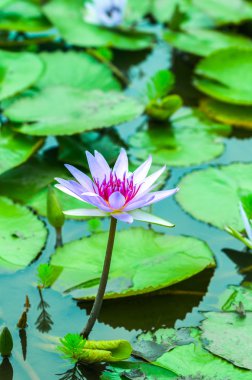 Gölette nilüfer çiçeği