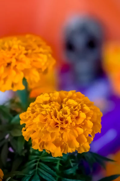 Cempasuchil flor con cráneo borroso en el fondo — Foto de Stock