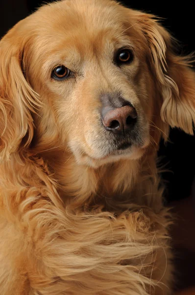 Πορτρέτο σκύλου Golden Retriever — Φωτογραφία Αρχείου