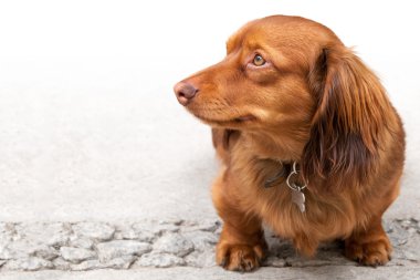 Beyaz izole uzun saçlı minyatür dachshund