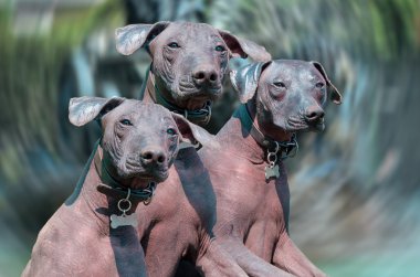 Xoloitzcuintle Meksika Hairless köpek