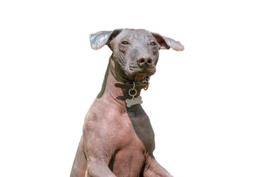 Xoloitzcuintle Meksika Hairless beyaz izole köpek
